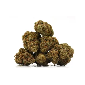 Orange Bud