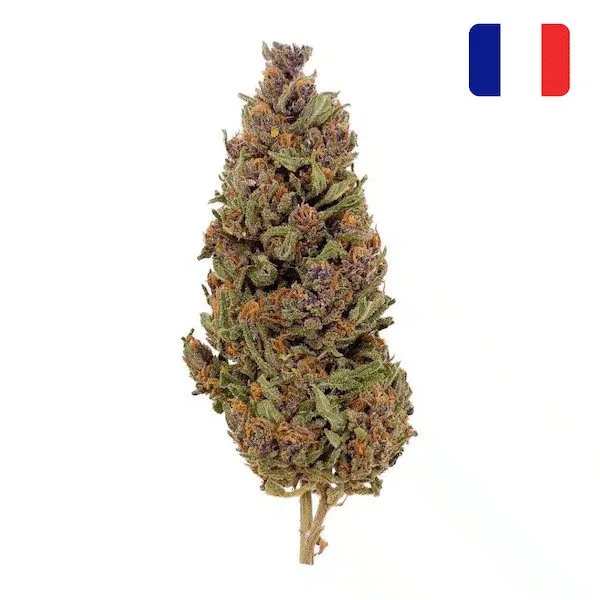 Fleurs de CBD Bubble Gum - Green-house, variété gourmande
